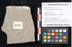 Foto (Objekt + Etikett) von Puccinites zosterae Ettingshausen (NHMW-GEO-2024-0188-6621)
